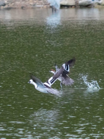 Smew 山田池公園 Fri, 1/18/2019