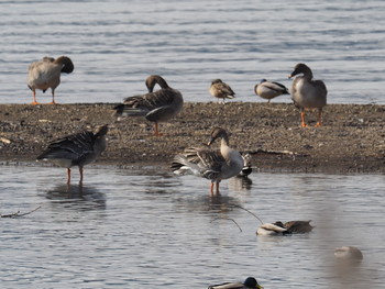 Taiga Bean Goose 湖北野鳥センター Sat, 1/19/2019