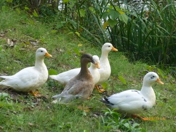 Sat, 11/4/2023 Birding report at じゅん菜池緑地(蓴菜池緑地)