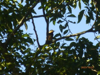 Sun, 10/22/2023 Birding report at 21世紀の森と広場(千葉県松戸市)