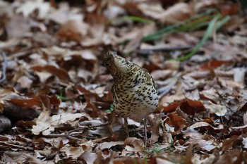 2019年1月19日(土) 大阪府の野鳥観察記録