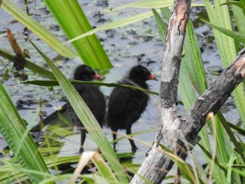 2024年6月16日(日) 札幌モエレ沼公園の野鳥観察記録