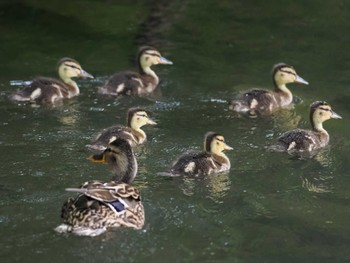 2024年6月23日(日) 福井緑地(札幌市西区)の野鳥観察記録