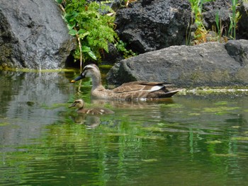 Tue, 6/25/2024 Birding report at Hibiya Park