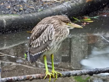 Sat, 6/8/2024 Birding report at 横十間川親水公園(東京都江東区)