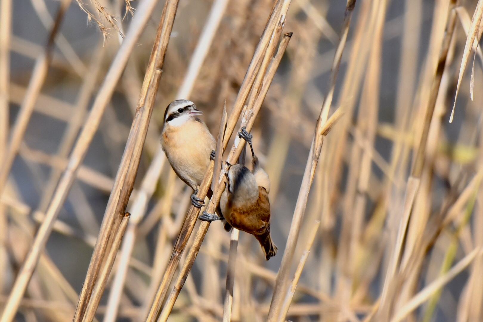 Photo of Chinese Penduline Tit at 大阪市 by 倶利伽羅