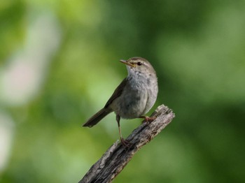 2024年6月25日(火) 西岡公園(西岡水源地)の野鳥観察記録