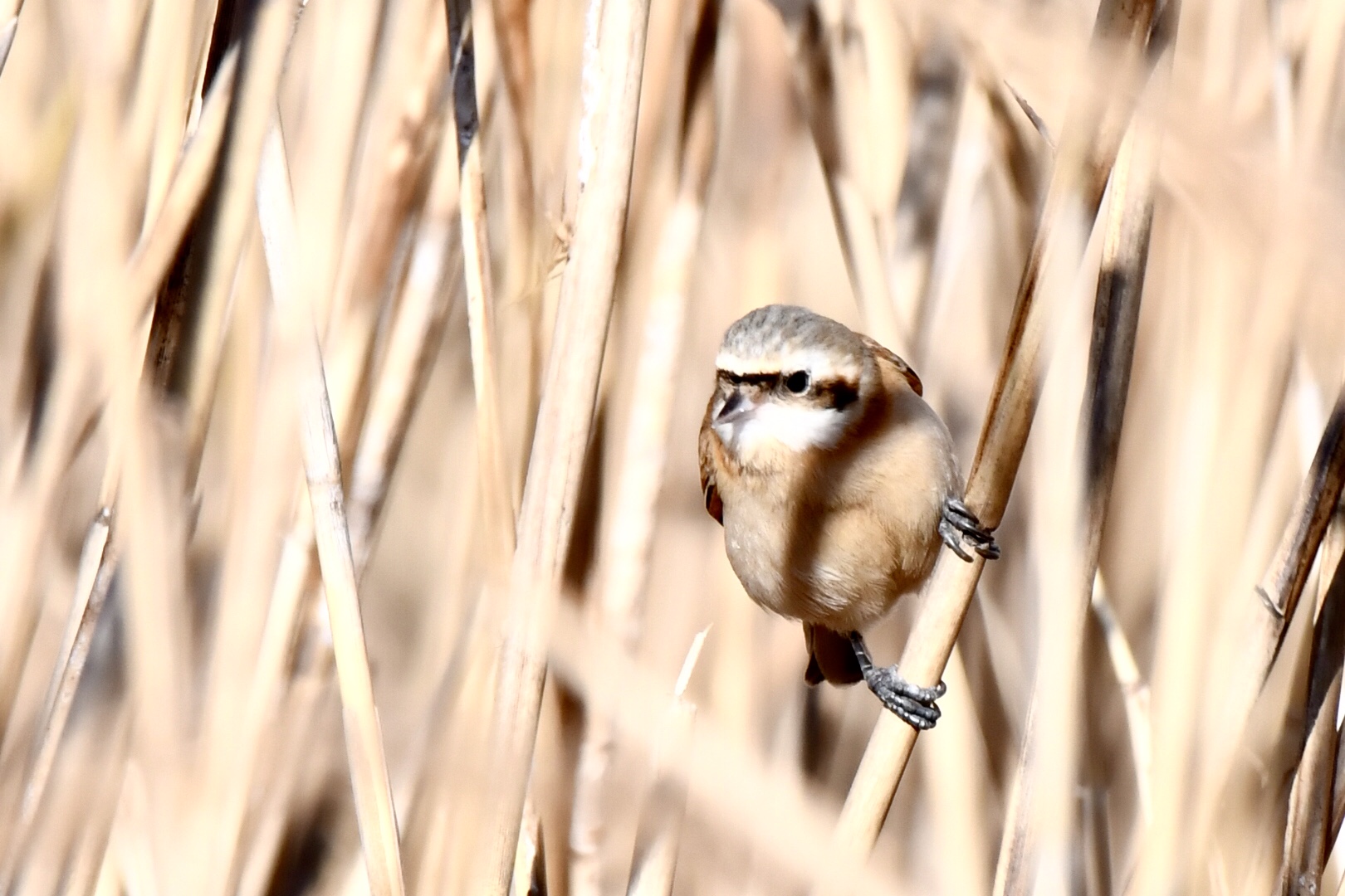 Photo of Chinese Penduline Tit at 大阪市 by 倶利伽羅