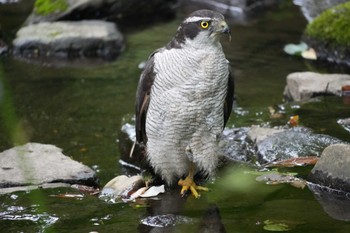 Tue, 6/25/2024 Birding report at 多摩川