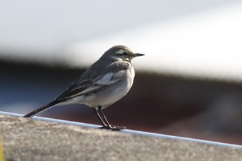 White Wagtail Gonushi Coast Sat, 1/19/2019