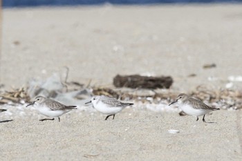 Sanderling Gonushi Coast Sat, 1/19/2019