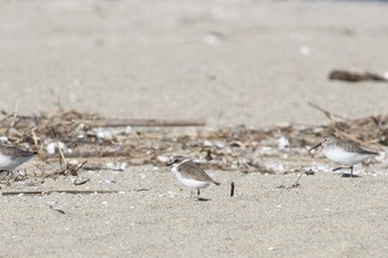 Kentish Plover Gonushi Coast Sat, 1/19/2019