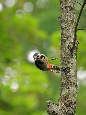 Mon, 6/17/2024 Birding report at Yamanakako Lake