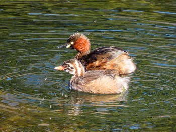 Little Grebe 皇居のお濠 Sat, 1/19/2019