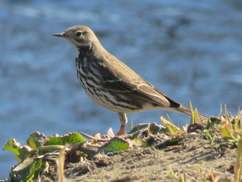 Water Pipit Unknown Spots Sat, 1/19/2019