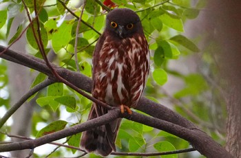 Wed, 6/26/2024 Birding report at Koyaike Park