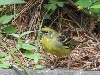 Wed, 6/26/2024 Birding report at 創造の森(山梨県)