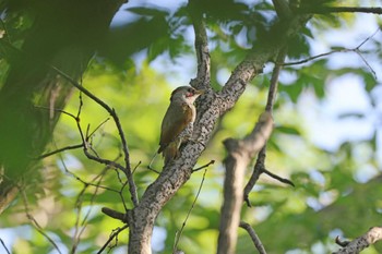 2024年6月22日(土) 薬師池公園の野鳥観察記録