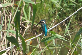 2024年6月26日(水) 池子の森自然公園の野鳥観察記録