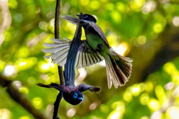 2024年6月22日(土) 横浜市の野鳥観察記録