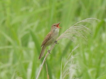 Tue, 6/25/2024 Birding report at 巨椋干拓地