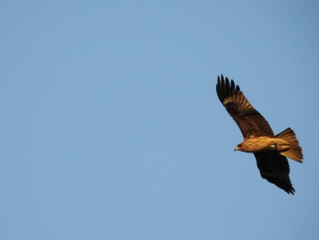 Black Kite 京都市鴨川公園 Sat, 1/19/2019