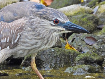 2024年6月8日(土) 仙台堀川公園(江東区)の野鳥観察記録