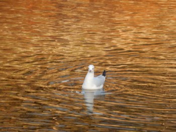 Black-headed Gull 高野川（京都） Tue, 1/1/2019