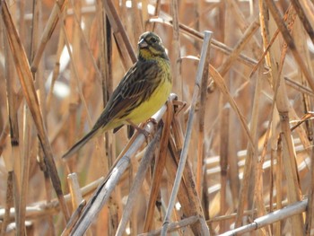 Sat, 1/19/2019 Birding report at 兵庫県明石市