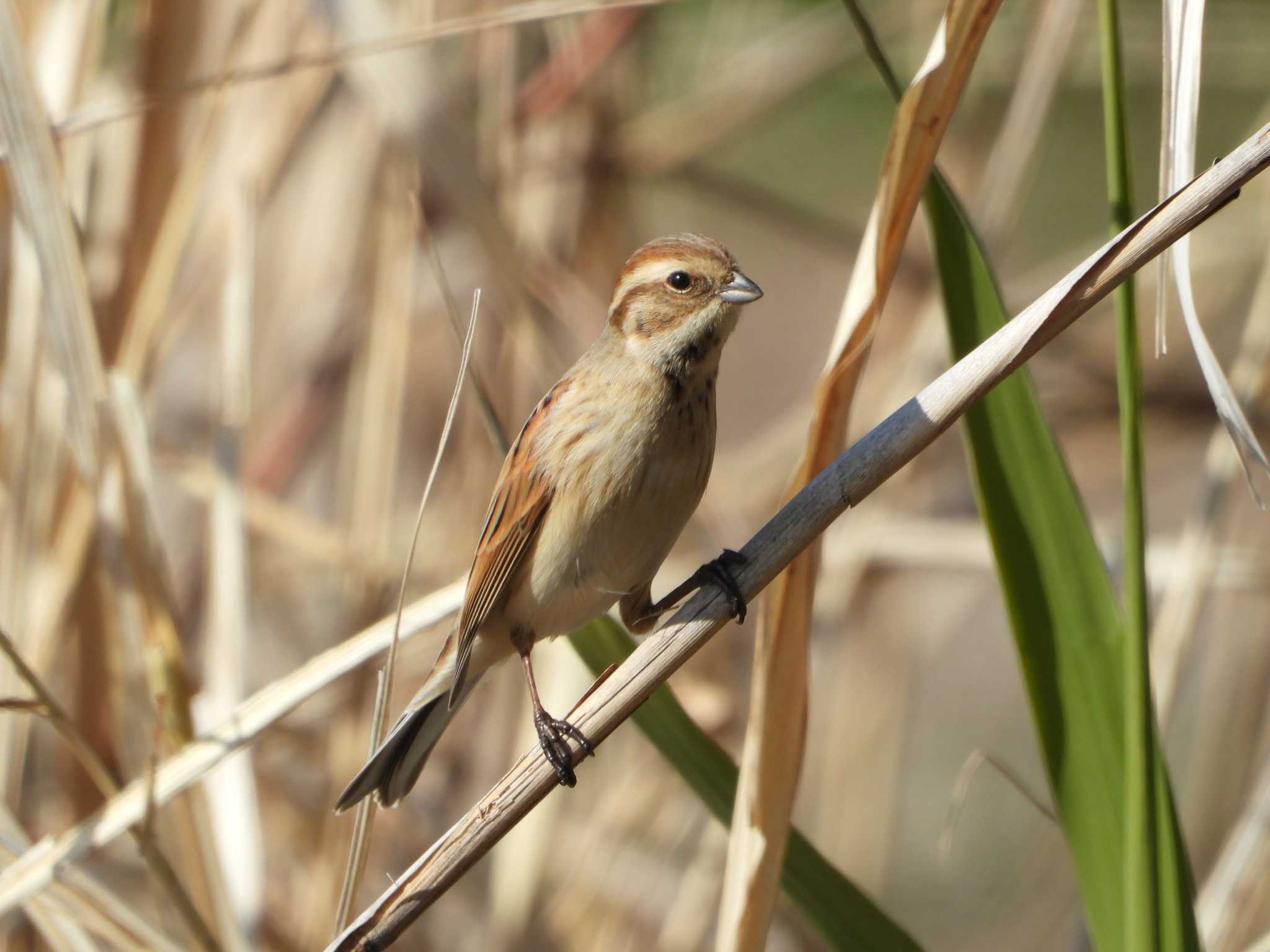 Common Reed Bunting