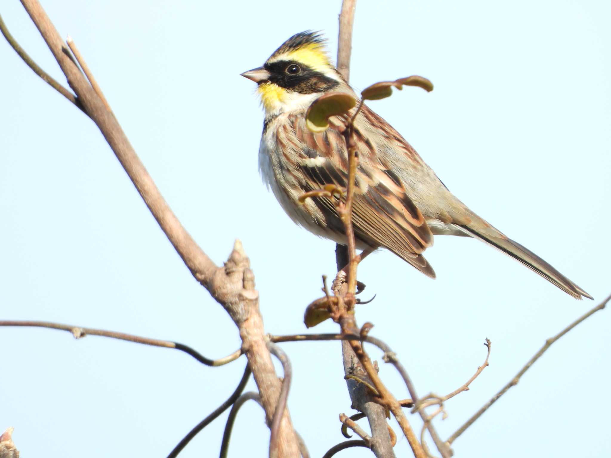 Yellow-throated Bunting