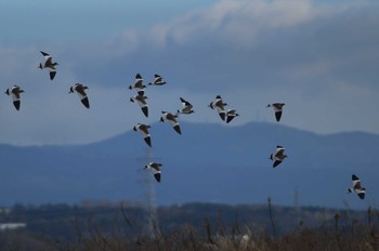 ケリ 静岡県 2019年1月13日(日)