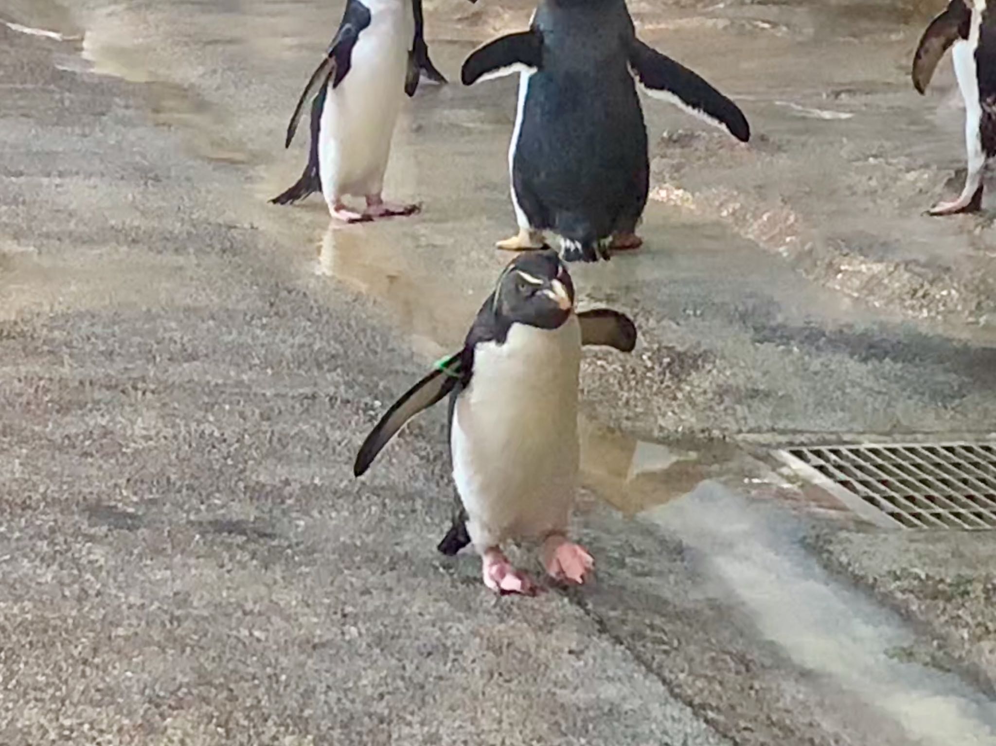 長崎ペンギン水族館 イワトビペンギンの写真 by 倶利伽羅