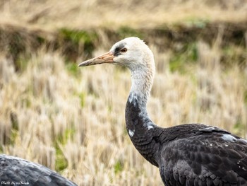 Hooded Crane Izumi Crane Observation Center Sat, 1/5/2019