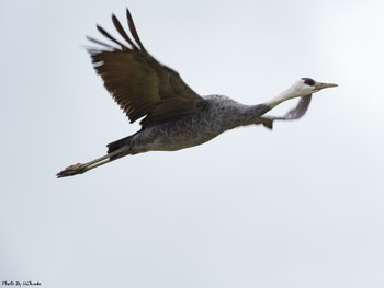 Hooded Crane Izumi Crane Observation Center Sat, 1/5/2019