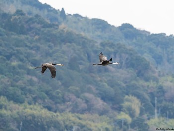 Hooded Crane Izumi Crane Observation Center Sat, 1/5/2019