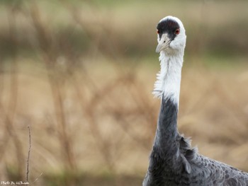 Hooded Crane Izumi Crane Observation Center Sat, 1/5/2019