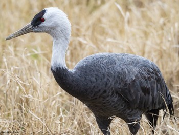 Hooded Crane Izumi Crane Observation Center Sat, 1/5/2019