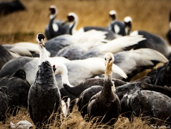 Hooded Crane Izumi Crane Observation Center Sat, 1/5/2019