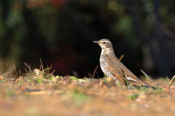 2019年1月19日(土) 神奈川県綾瀬市の野鳥観察記録