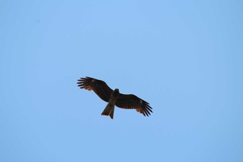 Black Kite Watarase Yusuichi (Wetland) Sun, 4/22/2018