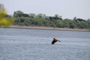 Black Kite Watarase Yusuichi (Wetland) Sun, 4/22/2018