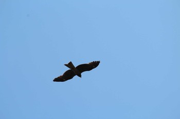 Black Kite Watarase Yusuichi (Wetland) Sun, 4/22/2018