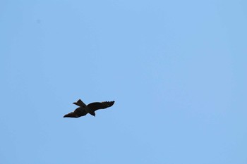 Black Kite Watarase Yusuichi (Wetland) Sun, 4/22/2018