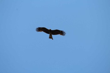 Black Kite Watarase Yusuichi (Wetland) Sun, 4/22/2018