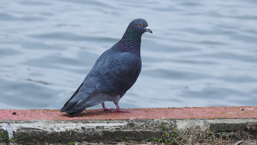 佐賀県唐津市 カワラバトの写真 by ピノタン