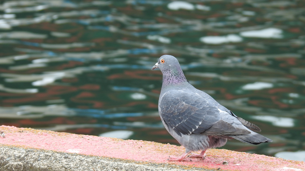 佐賀県唐津市 カワラバトの写真 by ピノタン