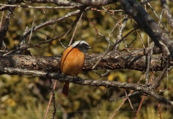 2019年1月12日(土) 大池公園の野鳥観察記録