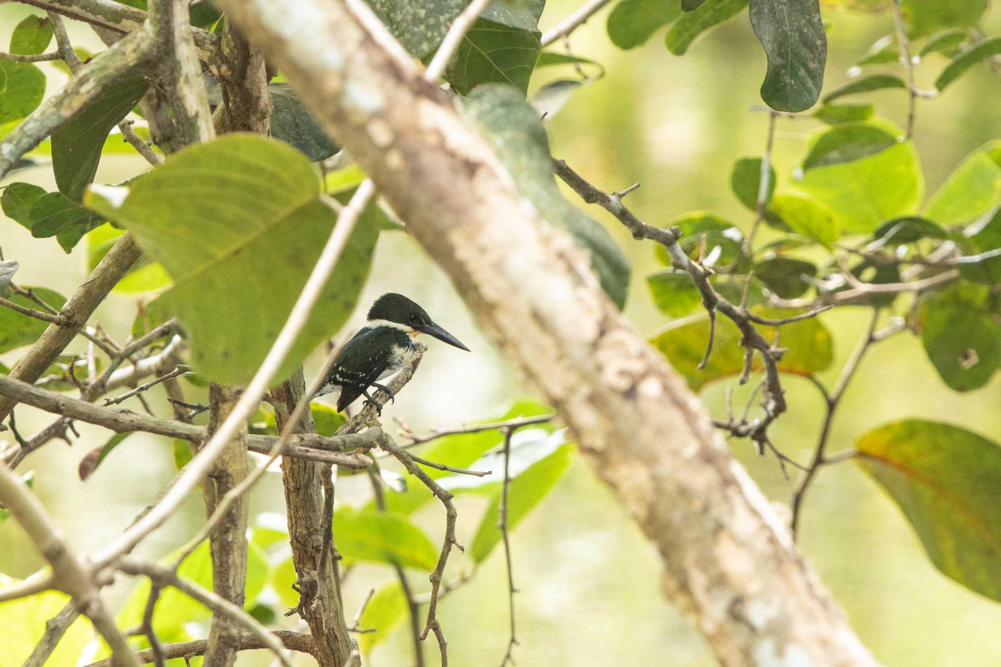 Photo of Green Kingfisher at Summit Ponds by Trio