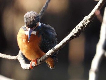 Common Kingfisher Inokashira Park Sun, 1/20/2019